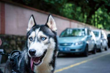 狂犬疫苗有效期是多久，需要重复接种吗？